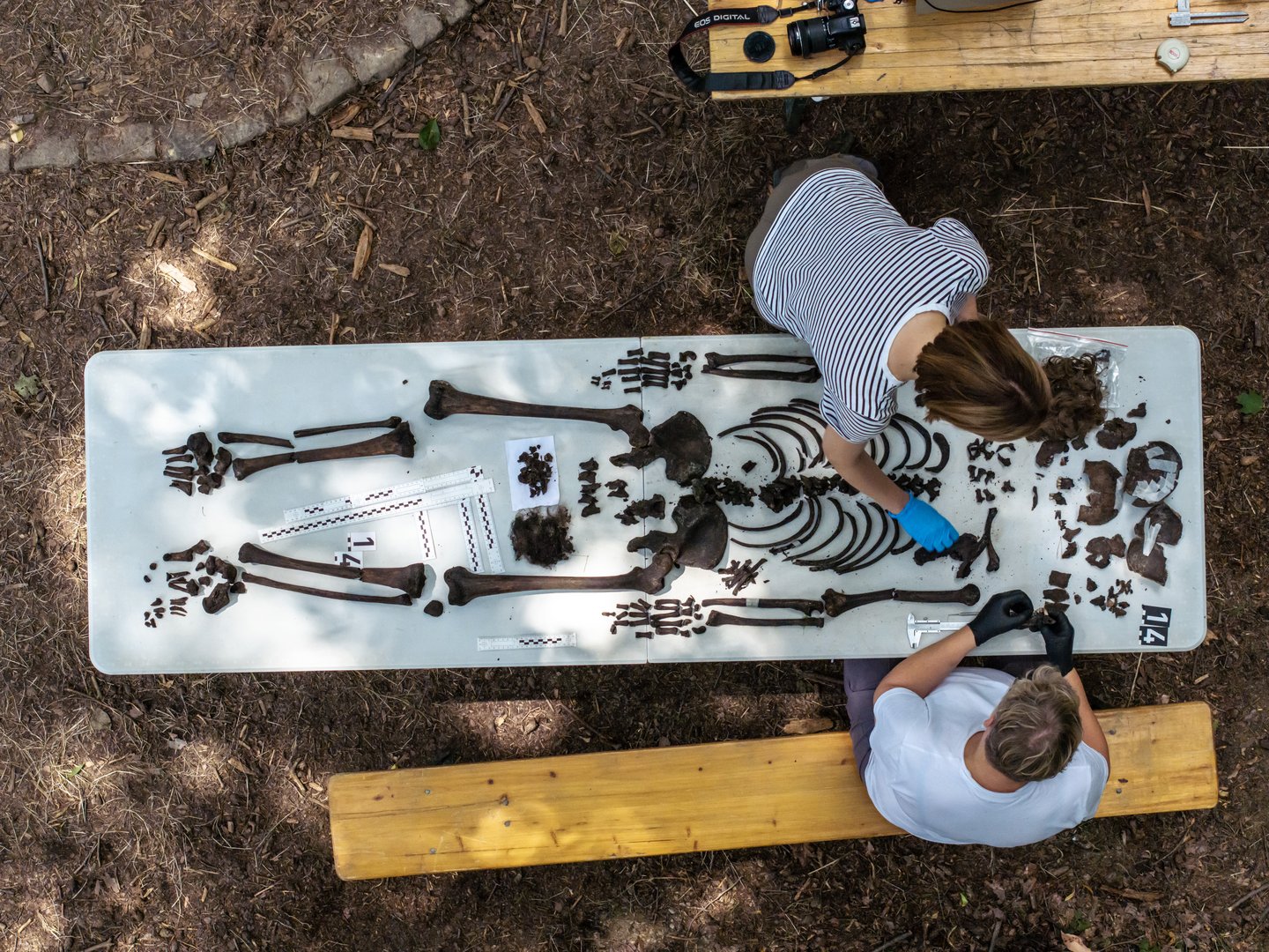 Widok z góry na szkielet ludzki rozłożony na stole. Nad nim pracujący antropologowie sądowi.